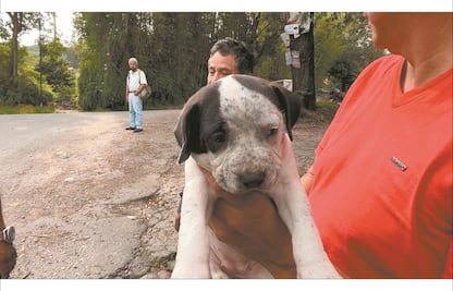 Brigada de Vigilancia Animal pide alejar a perritos de ruido de cohetes; exhorta a autoridades a que prohíban pirotecnia 