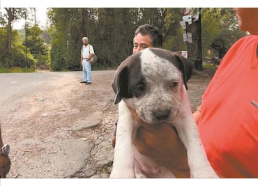 Prohíbe alcaldía Cuauhtémoc asociaciones que promuevan adoptar mascotas en el Parque México
