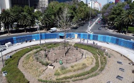  Ahuehuete de Reforma: ¿Cuántos años vive este árbol y en qué condiciones?