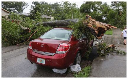 ¿El seguro cubre si le cae un árbol a tu auto?