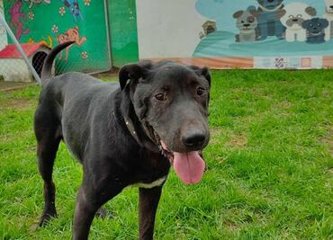 Luego del maltrato, más de mil perros son adoptados