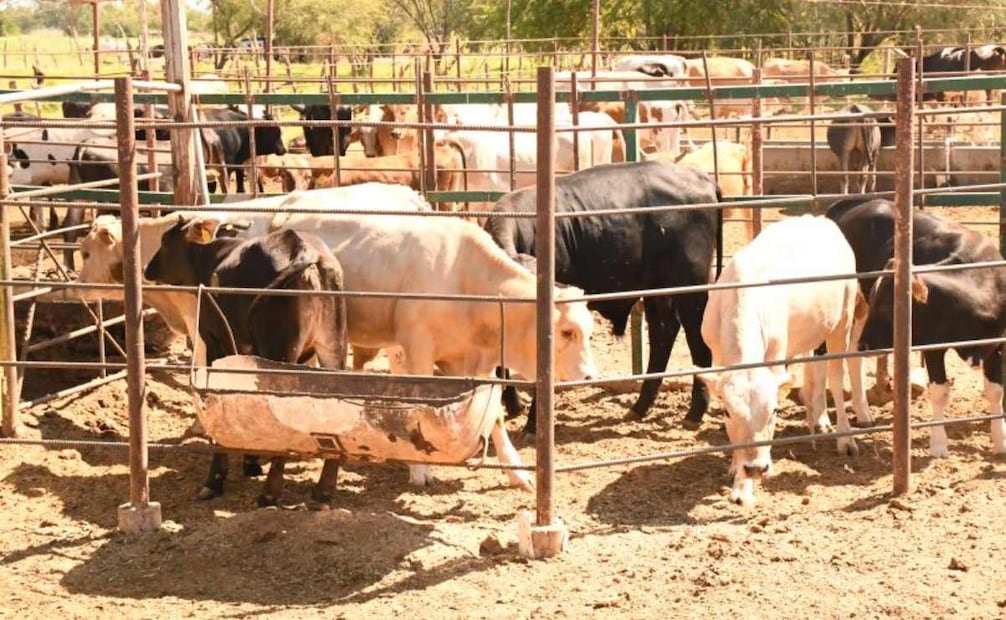 Baja California Sur cierra ingreso de ganado vivo por gusano barrenador; mantiene entrada de carne.
Foto: Especial.
