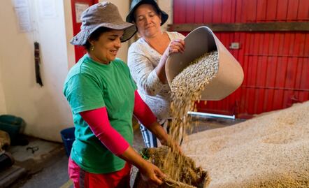 Científicos latinoamericanos lograron producir electricidad con desechos del café
