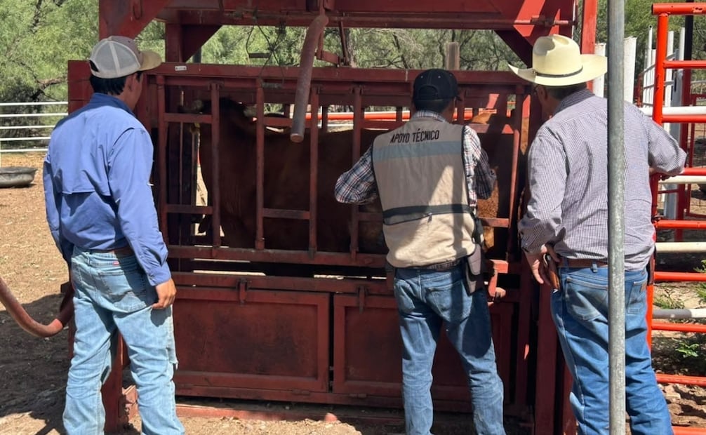 La reapertura ocurre en un contexto de vigilancia sanitaria para contener la presencia del gusano barrenador. | Foto: Especial.