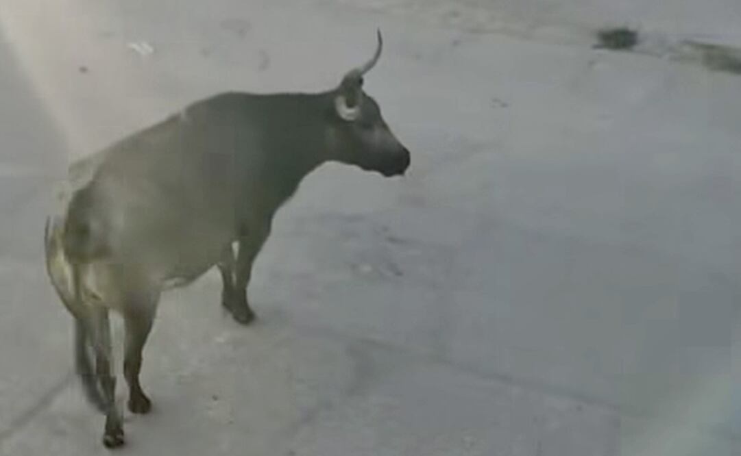 Tres toros de Libia provocan pánico y destrozos en las calles de San Felipe, Guanajuato. Foto Especial