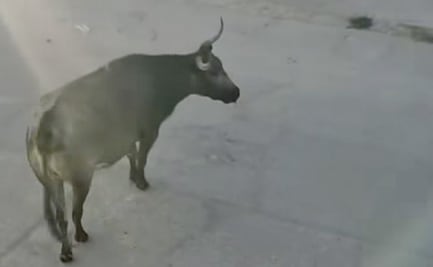 Tres toros de Lidia provocan pánico y destrozos en las calles de San Felipe, Guanajuato