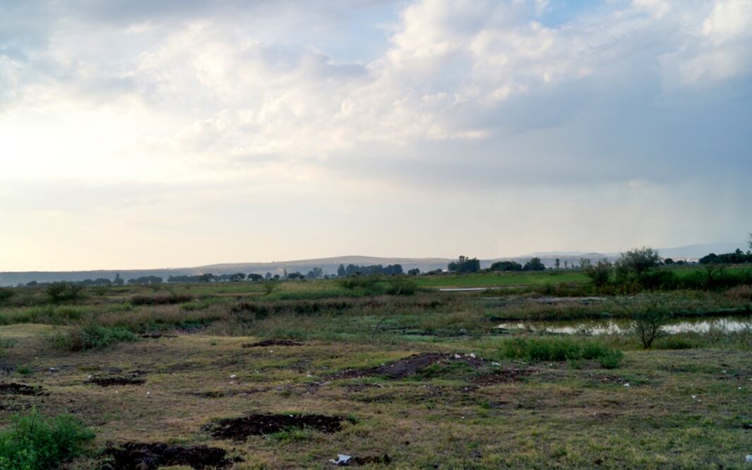 A cinco años de su nacimiento, ni un árbol quedó en pie en el Bosque de las Naciones. De 7 mil 800 árboles plantados por jóvenes que asistieron a la Conferencia Mundial de la Juventud el 26 agosto de 2010, ni ramas secas existen.