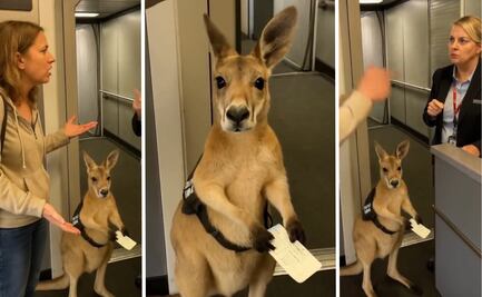 Canguro de soporte emocional creado con IA confunde a usuarios;  esta es su historia