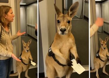 Canguro de soporte emocional creado con IA confunde a usuarios; esta es su historia