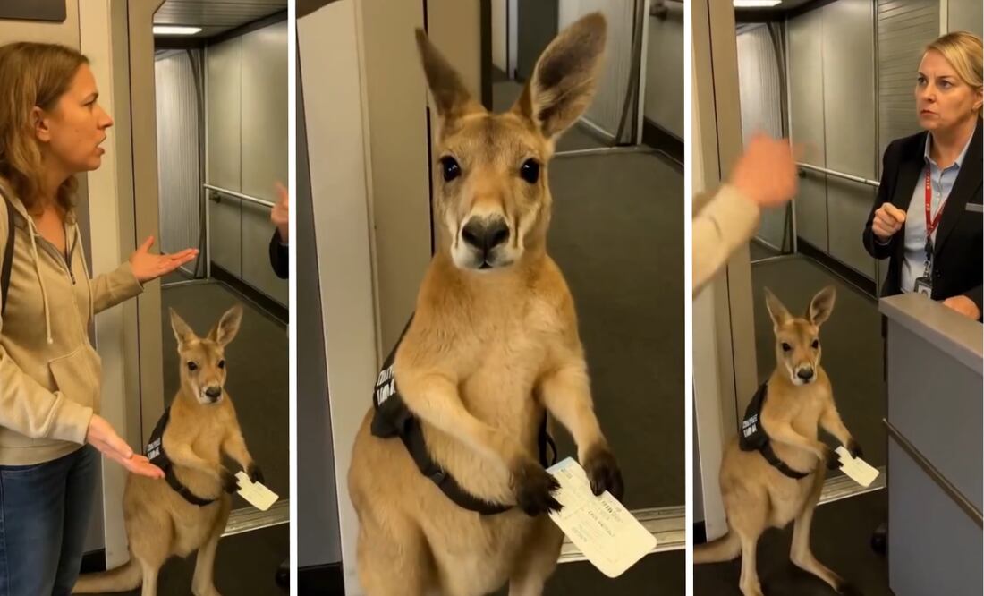 Video viral de canguro generado con inteligencia artificial. Foto: Tiktok