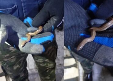 ¡Qué miedo! Rescatan a víbora de agua en la Línea B del Metro