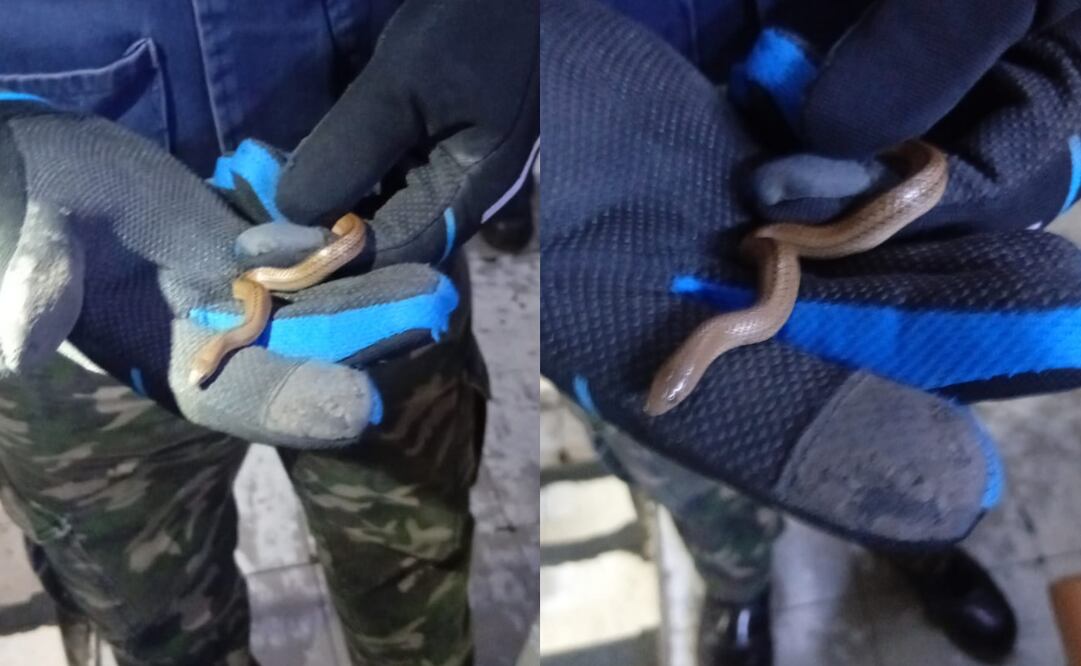 Rescatan a víbora de agua en la línea B del Metro
Foto: Especial.