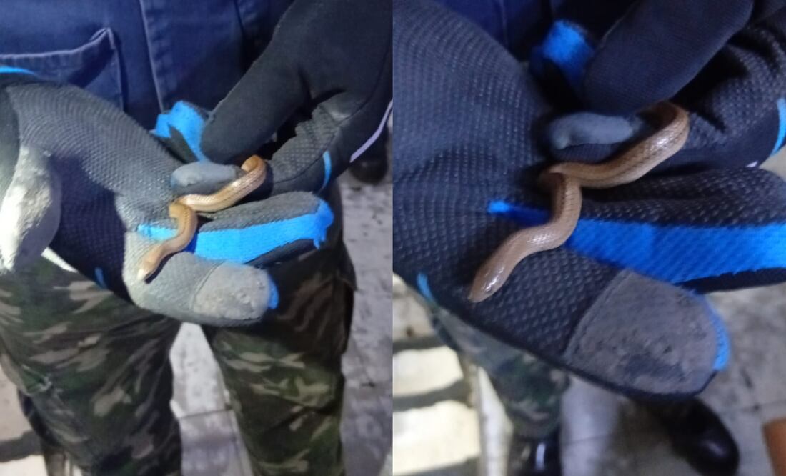 Rescatan a víbora de agua en la línea B del Metro
Foto: Especial.