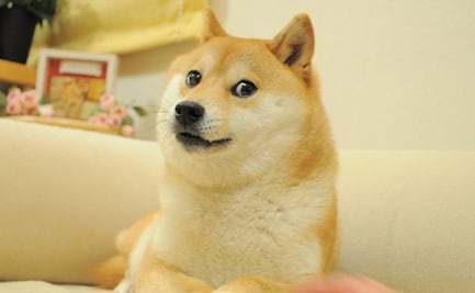 Kabosu, "perro de los memes Doge", muestra mejoras en su salud pese a enfermedad