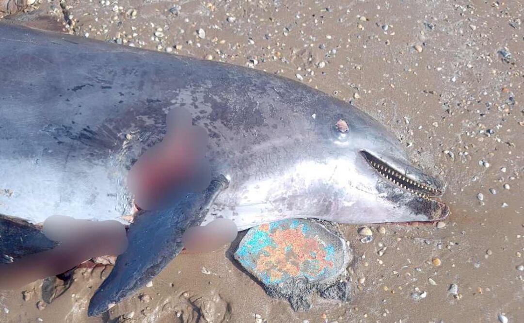 Ambientalistas denuncian cacería violenta de delfines. Foto: Especial