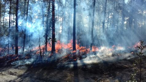 Gobierno quitó mil 229 millones de pesos a la Comisión Nacional Forestal 