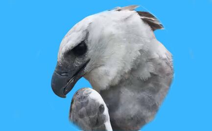 Ejemplar de águila arpía llega a Zoomat de Tuxtla Gutiérrez, Chiapas; es parte de un programa de conservación y reproducción