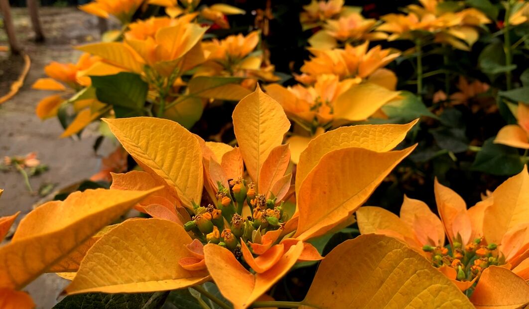 El chinampero José Luis García, es parte de la cuarta generación de productores del barrio de Coltongo, en donde este año produjo más de 8 mil nochebuenas de diferentes tamaños, el 3 de diciembre de 2025. Foto: Alberto González/EL UNIVERSAL