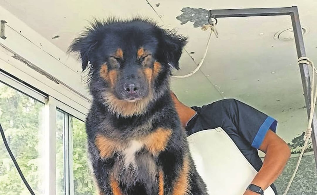 La brigada ha logrado que 555 animales sean adoptados. Foto: Vía Twitter