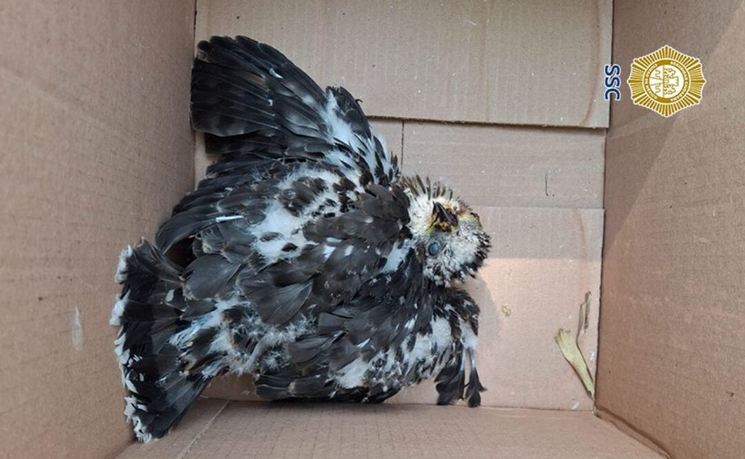 Rescatan a águila herida en la alcaldía Benito Juárez (04/05/2025). Foto: Especial