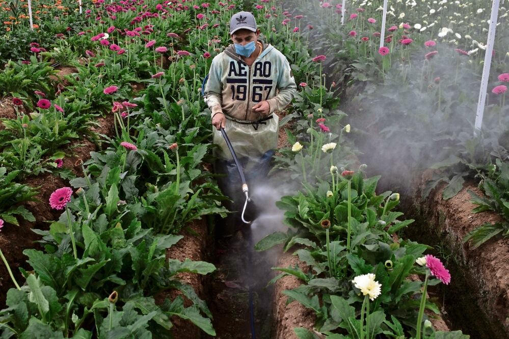 Cristopher Rogel Blanquet ha desarrollado la serie Beautiful Poison durante tres años, en los que ha captado la historia de una comunidad de floricultores que lidia con las consecuencias de usar pesticidas. Foto: Cristopher Rogel Blanquet, Mexico, W. Eugene Smith Grant/National System of Art Creators FONCA/Getty Images