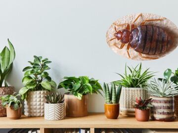 Temporada de calor en México; 3 plantas de primavera que podrían llenar tu hogar de chinches