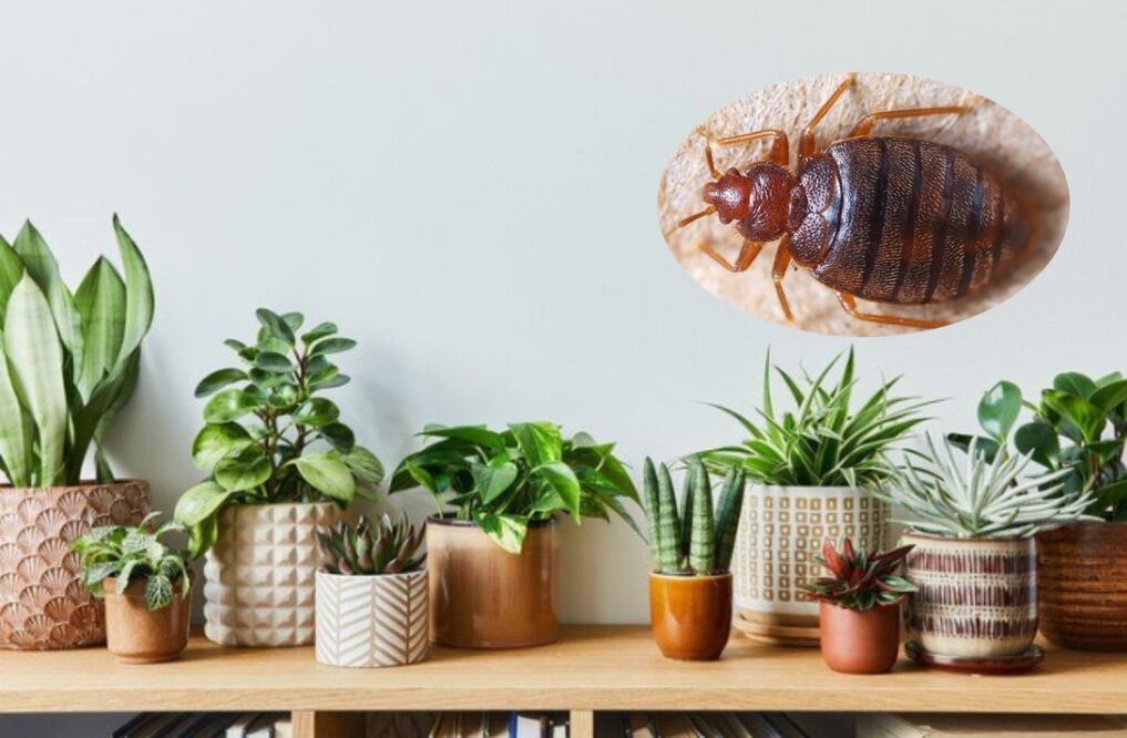 Con estas plantas tu casa estará libre de chinches. Foto: Especial