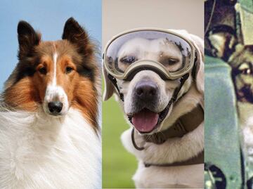 Perros cuya lealtad y proezas les dieron el salto a la fama