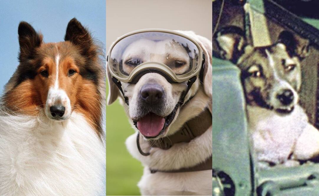 Fotos: Archivo/ EL UNIVERSAL.