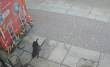 VIDEO: Camión de refrescos atropella a perrita en Huamantla, Tlaxcala; piden ayuda para su atención médica