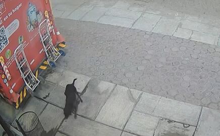 VIDEO: Camión de refrescos atropella a perrita en Huamantla, Tlaxcala; piden ayuda para su atención médica