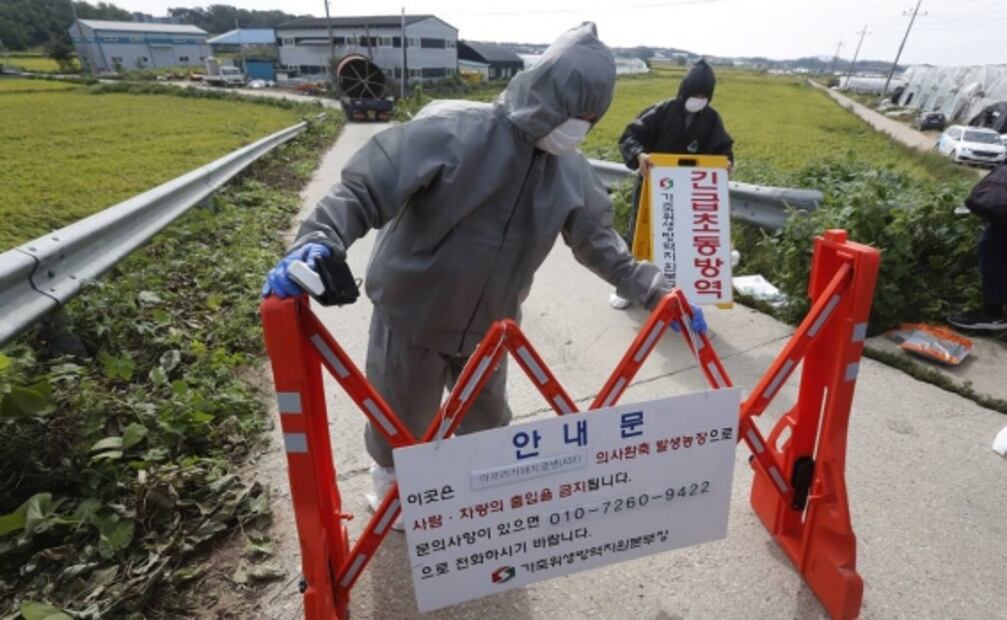 Corea del Sur sacrifica a miles de cerdos tras brote de gripe porcina africana