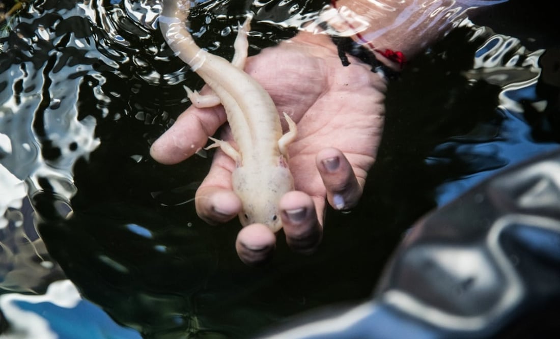 Además de saber cómo mantener un ajolote, es importante evitar contaminar su hábitat natural. Foto: German Espinosa/EL UNIVERSAL