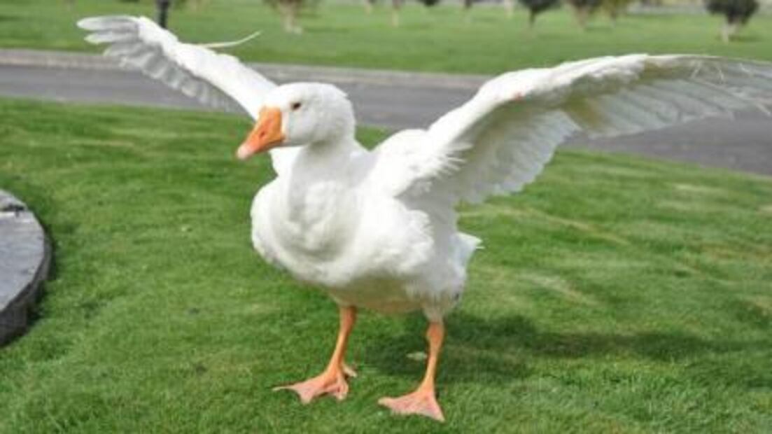 Muere Thomas, el ganso bisexual y amoroso