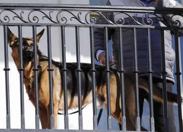 Perro de Biden mordió a agentes del Servicio Secreto 10 veces en tres meses, según reporte