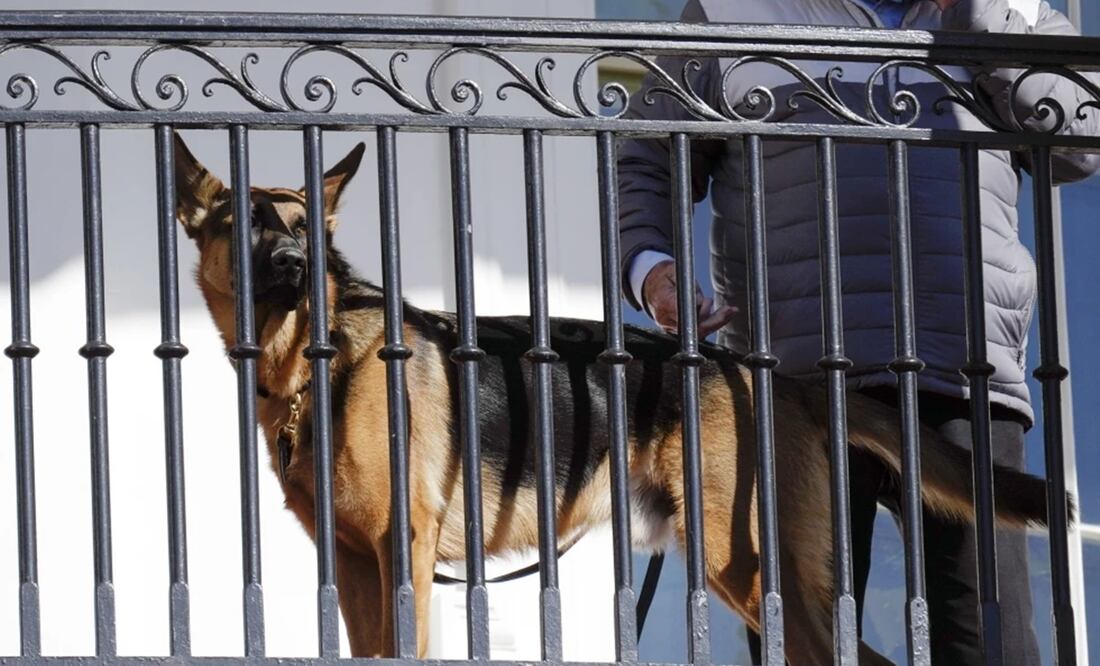 El perro del presidente Joe Biden, Commander, mira desde el balcón durante una ceremonia de indulto en la Casa Blanca. Foto: AP