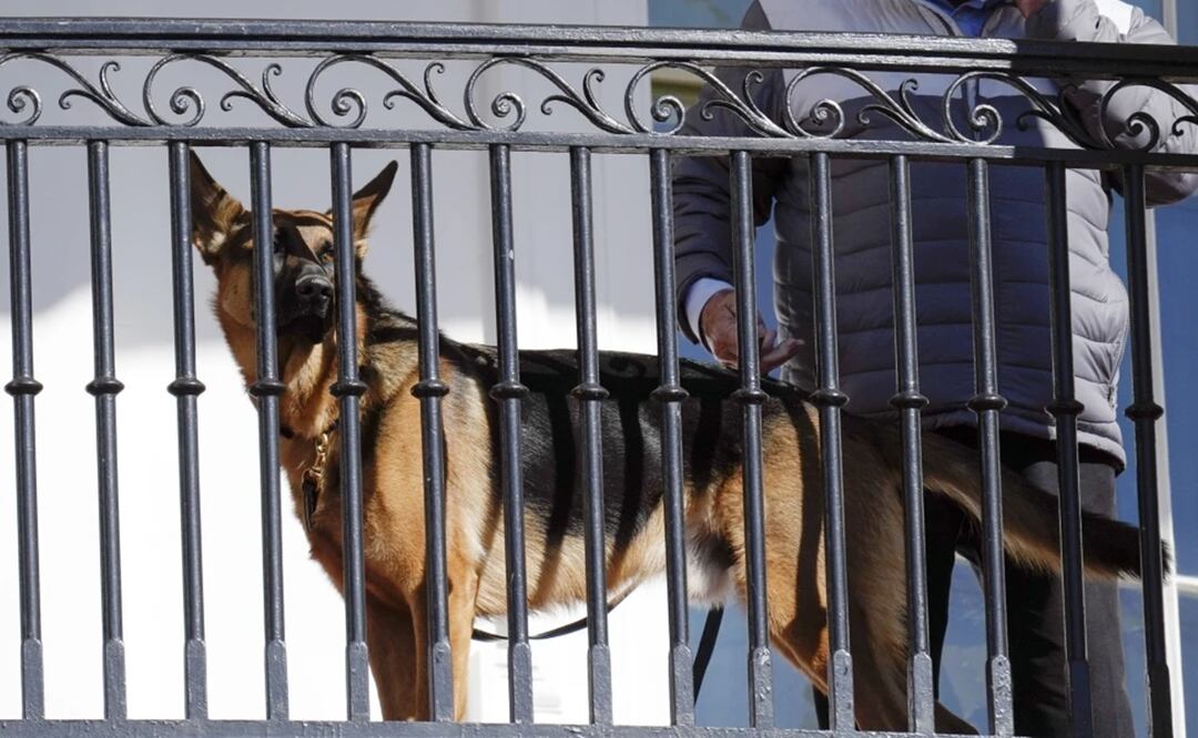 El perro del presidente Joe Biden, Commander, mira desde el balcón durante una ceremonia de indulto en la Casa Blanca. Foto: AP
