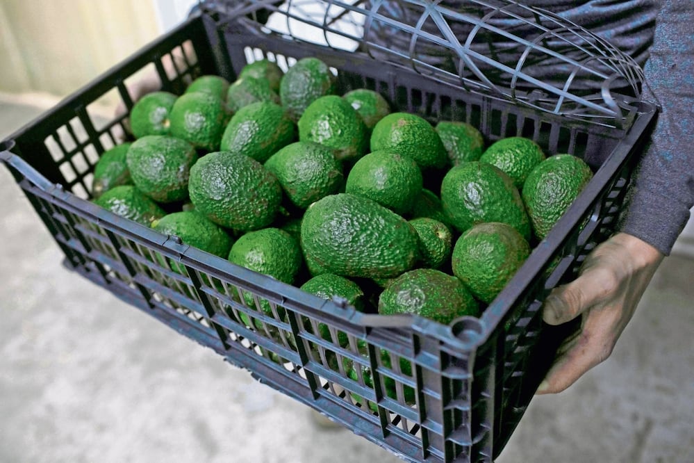 El gobierno de Estados Unidos prohibió las importaciones de aguacate de Michoacán bajo el argumento de que dos de sus inspectores fueron retenidos en un bloqueo de carretera el pasado 14 de junio Foto: Archivo EL UNIVERSAL