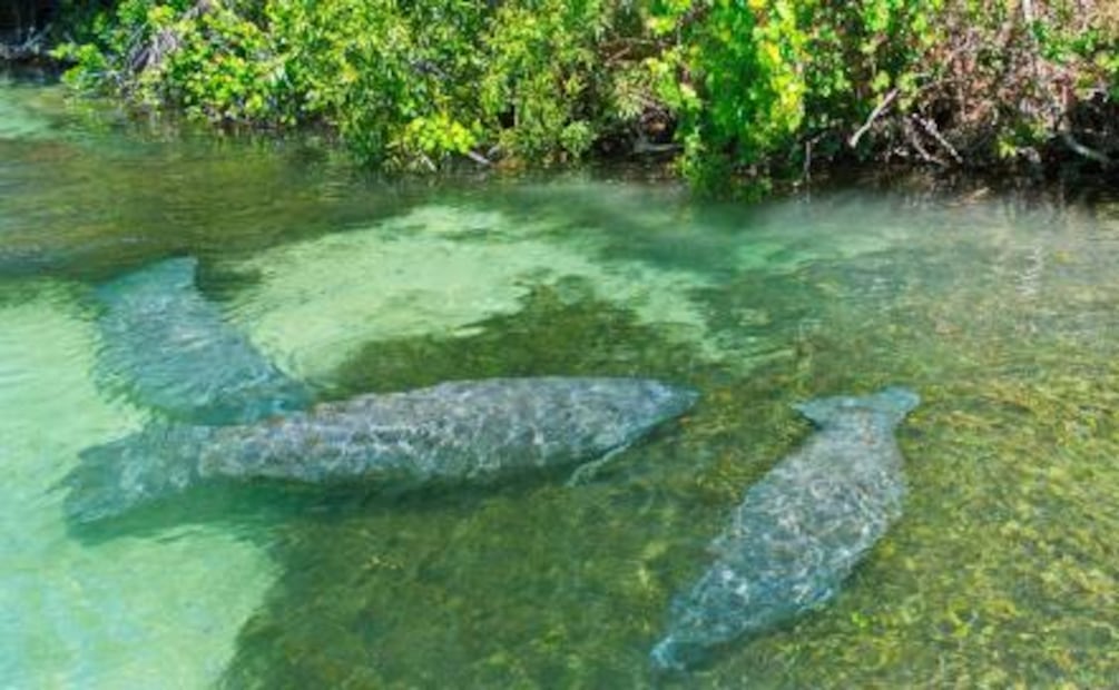 Curiosidades del manatí, nuestra especie está en peligro