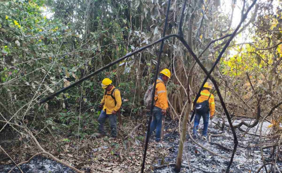 Afectaciones por incendios en Oaxaca. Foto: Comisión Estatal Forestal (Coesfo).