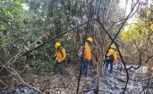 Incendios forestales arrasan más de 24 mil hectáreas en Oaxaca; autoridades alertan por altas temperaturas