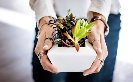 4 plantas de interior ideal para combatir el calor y refrescar tu hogar