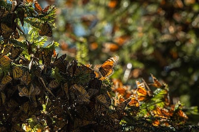 Cuándo comienza la temporada de la mariposa monarca en México