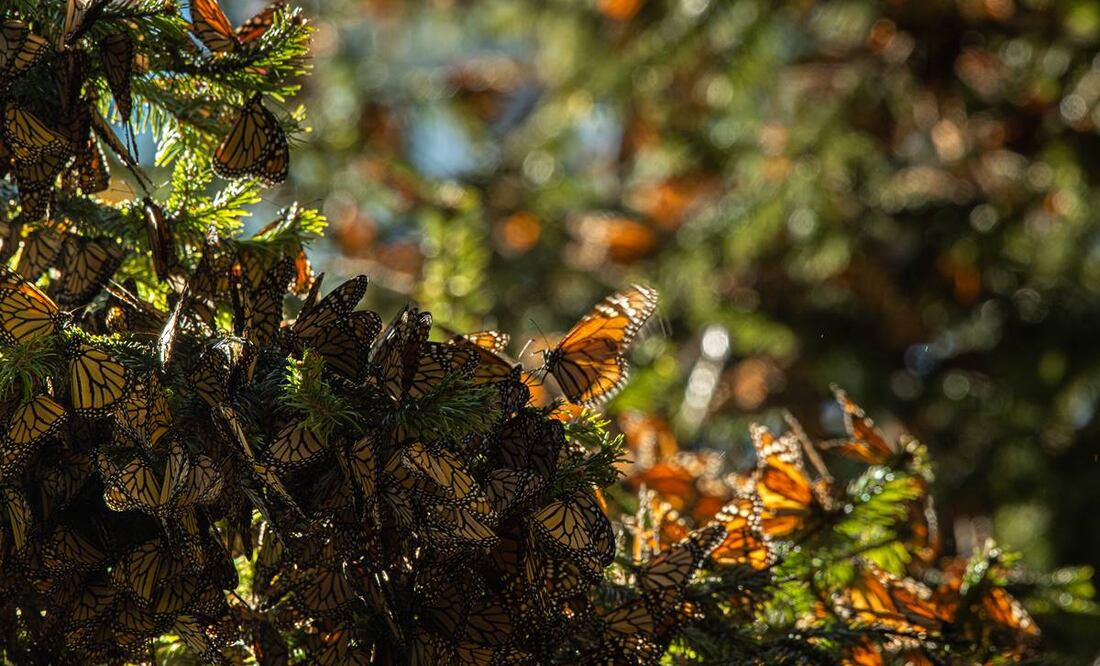 La Ley de Especies en Peligro ofrece amplias protecciones a las especies que el FWS cataloga como en peligro o amenazadas. Foto: Sectur Michoacán