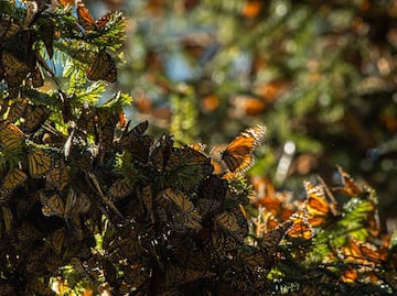 Cuándo comienza la temporada de la mariposa monarca en México