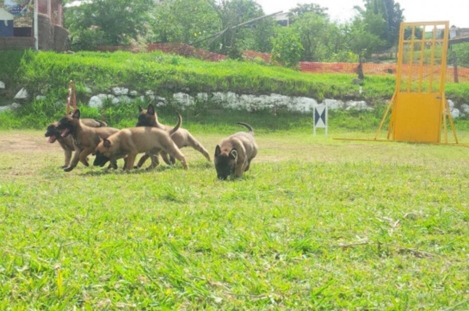 Ponciano, el creador de perros policía