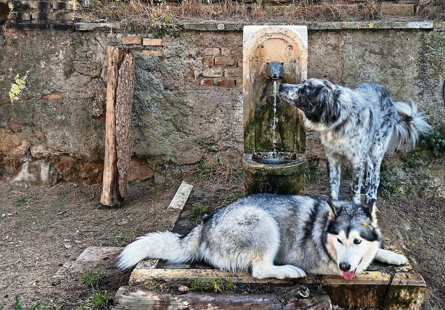 Perros en un “área para canes” en una fuente del centro de Roma, durante la ola de calor en Italia. Foto: AFP