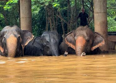 Más de 120 elefantes afectados por las inundaciones en el norte de Tailandia; reportan 18 provincias dañadas