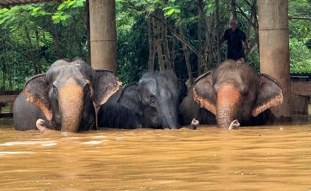 Elefantes del del Parque Natural de Elefantes en la provincia de Chiang Mai, Tailandia. Foto: EFE