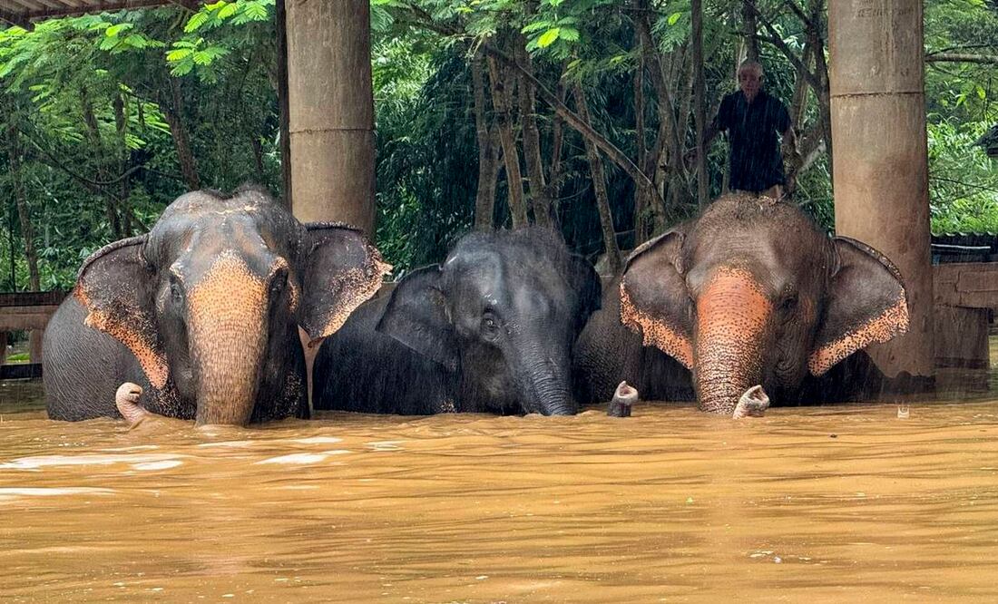 Elefantes del del Parque Natural de Elefantes en la provincia de Chiang Mai, Tailandia. Foto: EFE
